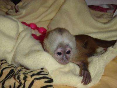 Healthy Male and female Capuchin Monkeys for adoption