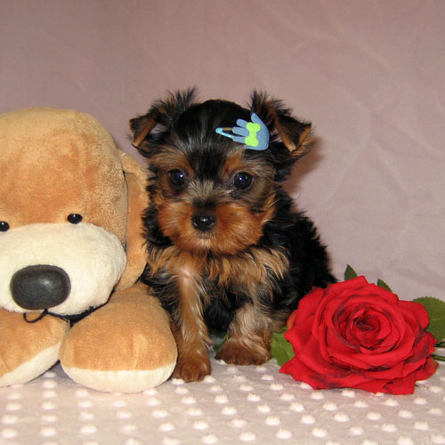 Yorkshire Terrier Purebred AKC registered Puppies