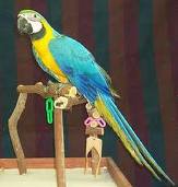 Talking Blue And Gold Macaw Parrots