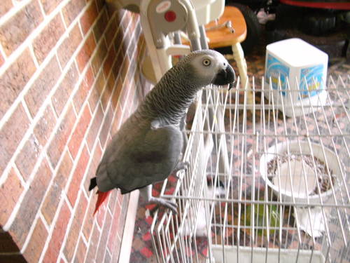 Hand Raised Congo African Grey Parrots