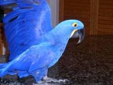 Hyacinth macaw parrots