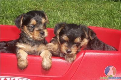 Yorkie puppies for adoption