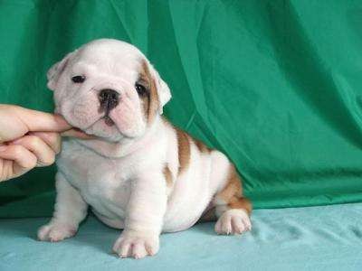 AKC REGISTERED MALE AND FEMALE ENGLISH BULLDOG PUPPIES FOR ADOPTION