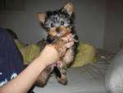 lovely male and female Yokie puppies