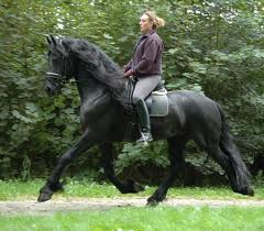 frisian horses for adoption