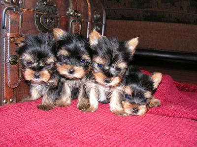 Charming Yorkie puppies Available for adoption