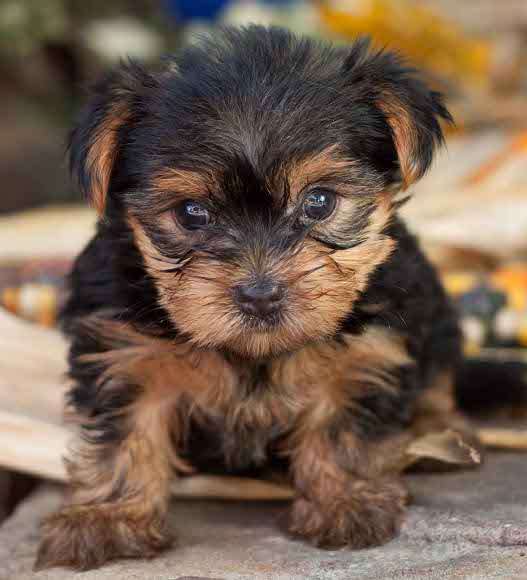 Outstanding Healthy Female Yorkie Puppy Re Homing