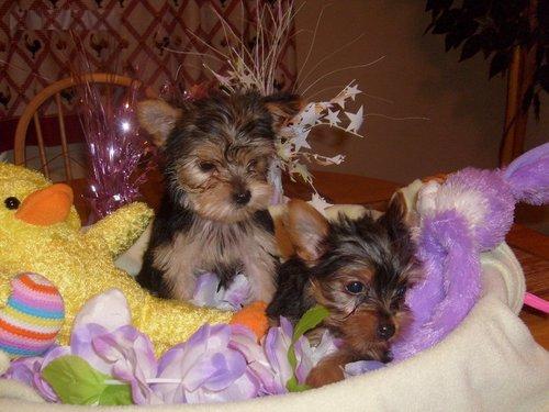 Teacup Yorkie puppies