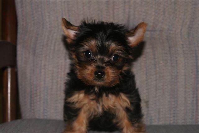 Adorable male and female yorkie puppies