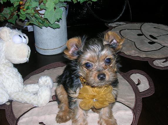 Yorkie Puppies For Free Adoption