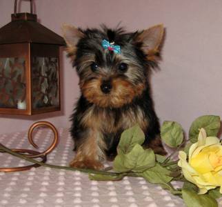 Yorkshire Terrier