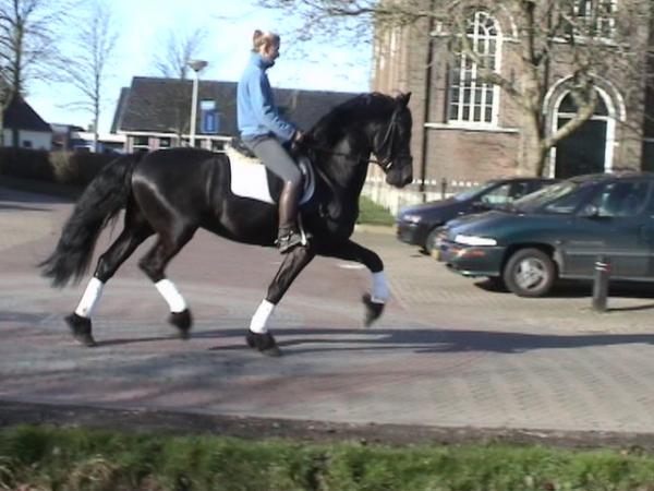 Lovely Frisian horses for sale contact us now.