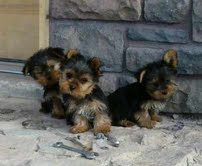 Free Adoption Teacup Yorkie Puppies In Good Health