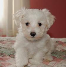 outgoing little maltese puppies for free adoption