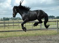 A Registered Friesian Sport Horse 17h micro-chipped 6 year old Gelding for adoption