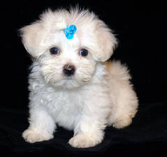 Potty Trained Teacup Maltese Puppies