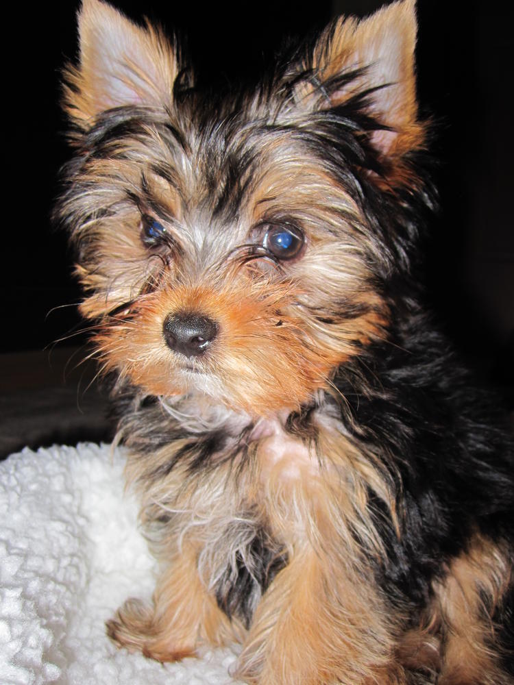 Akc male and female Yorkie Puppy For Adoption