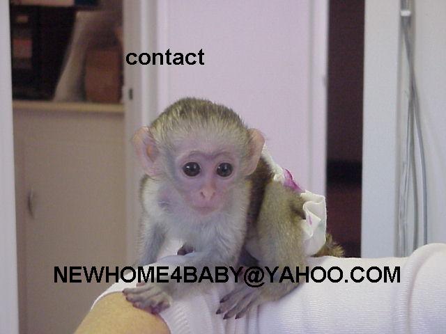 adorable white baby face capuchin monkeys for adoption