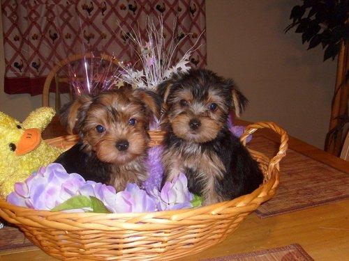 Adorable Yorkie Puppies for Adoption!