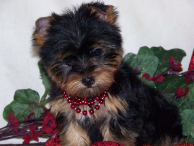 Tiny Male and Female  Yorkie Puppies For Adoption/FREE