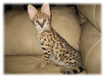 servals kittens, savannah, bengals, Ocelot, ragdoll, siberian lynx, caracals and siamese  kittens for sale