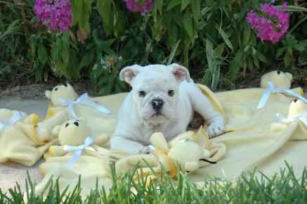 Adorable English bulldog puppies available for almost free adoption