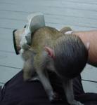 Adorable male and female baby capuchin monkeys for adoption