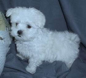 Cute Maltese Puppies For Free Adoption