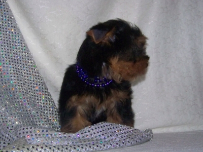 Cute Yorkie Puppies For Adoption