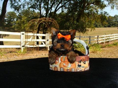 Adorable teacup yorkie puppies for free adoption