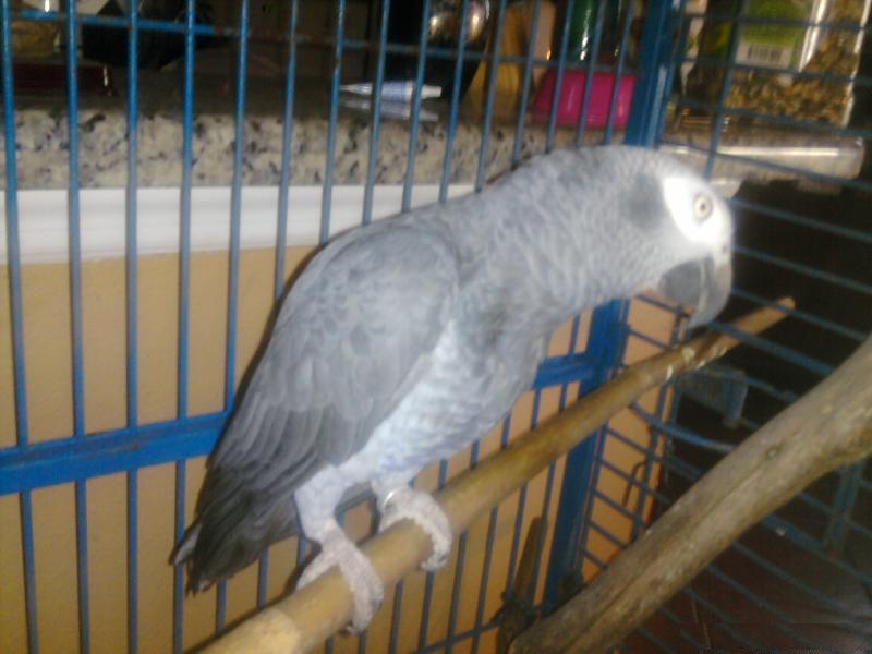 african grey parrots (male and female)