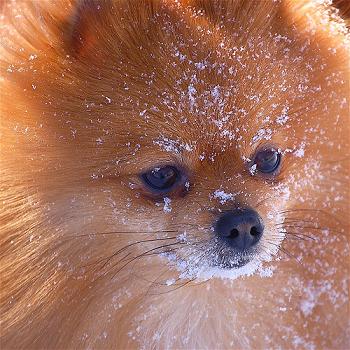 magnificent pomerania puppy for adoption