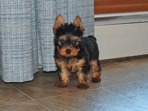 2 registered yorkshire puppies ready for a new home