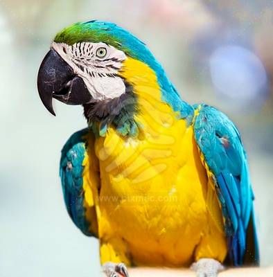 cute and adorable speakable macaw parrot for free adoption