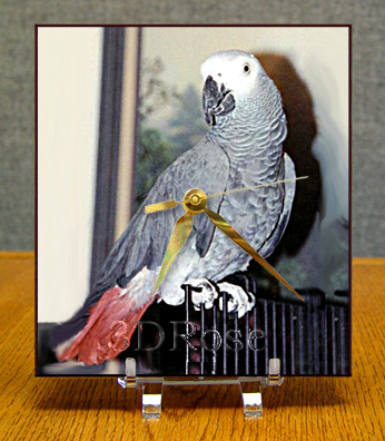 magnificent speakable african gray parrot for free adoption