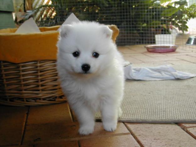 2 magnificent spitz  puppies for free adoption