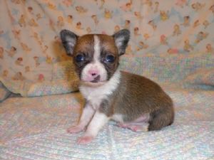 cute chihuahua puppy for free