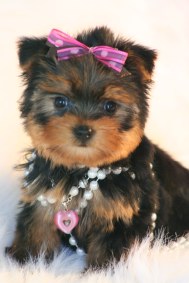 cute tea cup Yorkie puppy for adoption