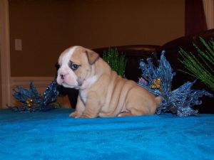 cute english bulldog