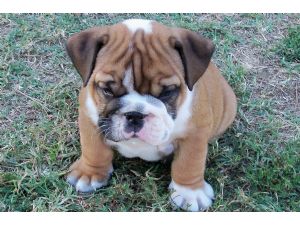 cute english bulldog