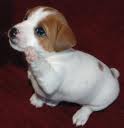 Jack Russel puppy