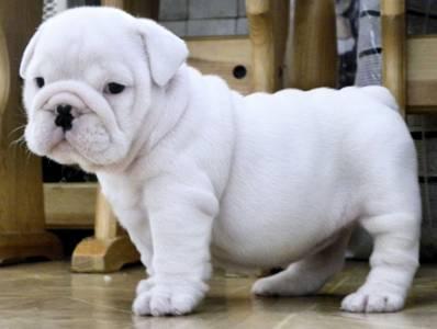 Top Quality English Bulldog Puppies Available For Adoption.