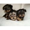 Lovely Tea Cup Yorkie Babies Ready For Free Adoption