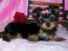 cute yorkie puppies for adopyion