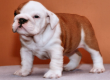 Male and Female English Bull dog puppies for adoption{Sandra and Dian}