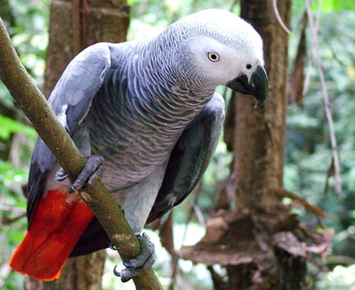 cute and vaccinated african gray parrot ready fro f