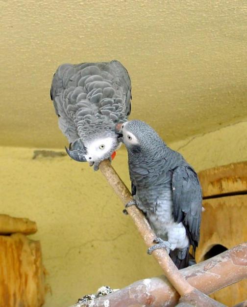 male and female african gray parrot ready for a new home .