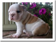 Two Wrinkled English Bulldog Puppies...