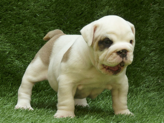 vaccinated and registered bulldog   puppy for free