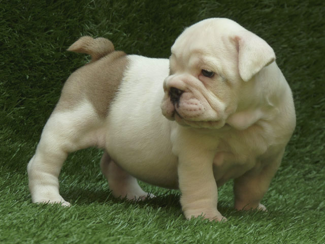 male and female bulldog  puppies ready for free